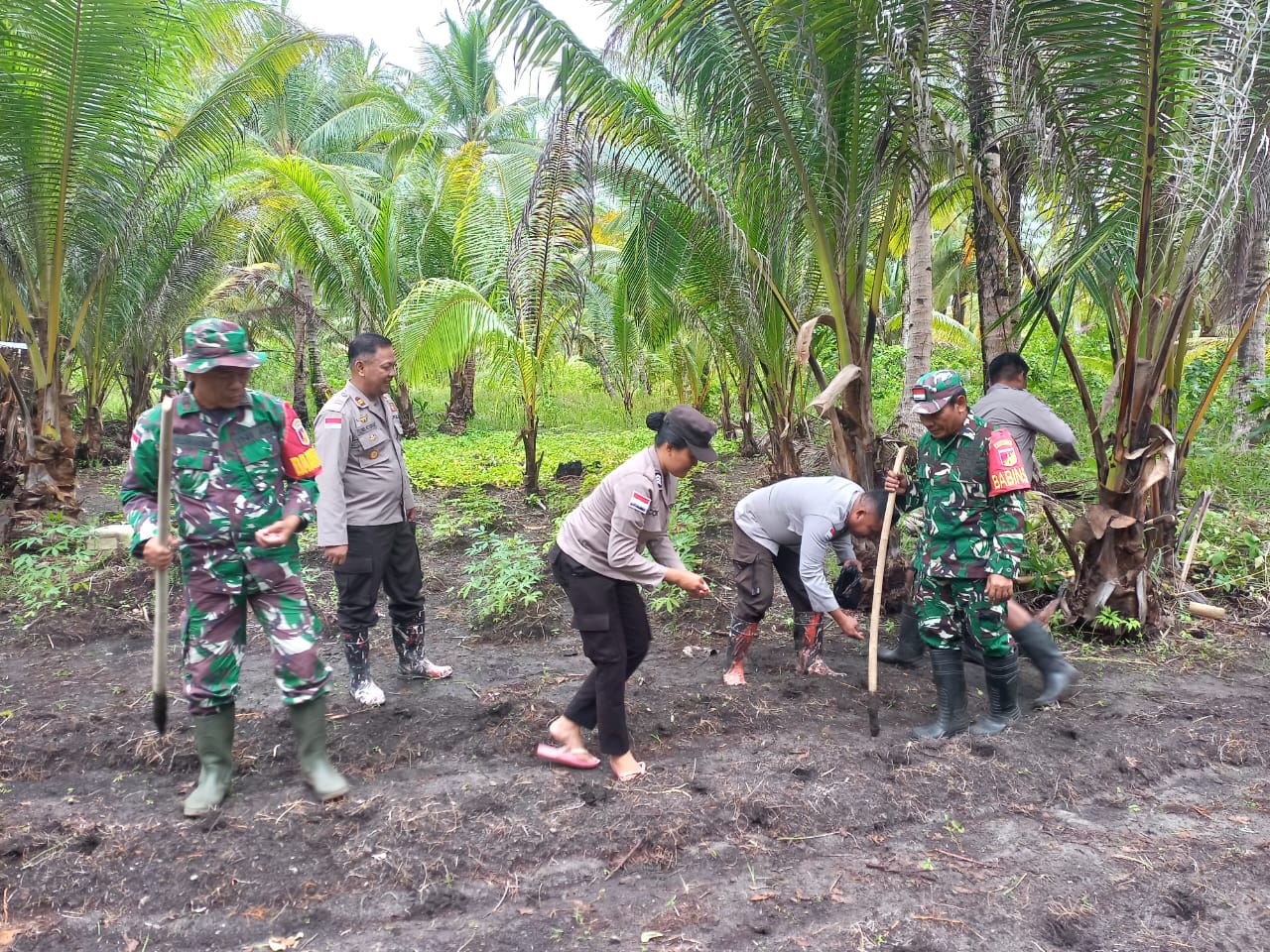 Polsek Miangas dan TNI Bersinergi, Tanam Jagung untuk Ketahanan Pangan