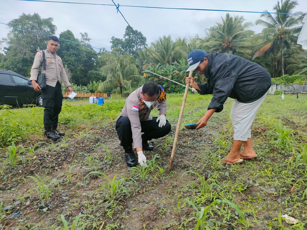 Polres Kepulauan Talaud Dorong Ketahanan Pangan, Kapolres Pantau Perawatan Tanaman Jagung