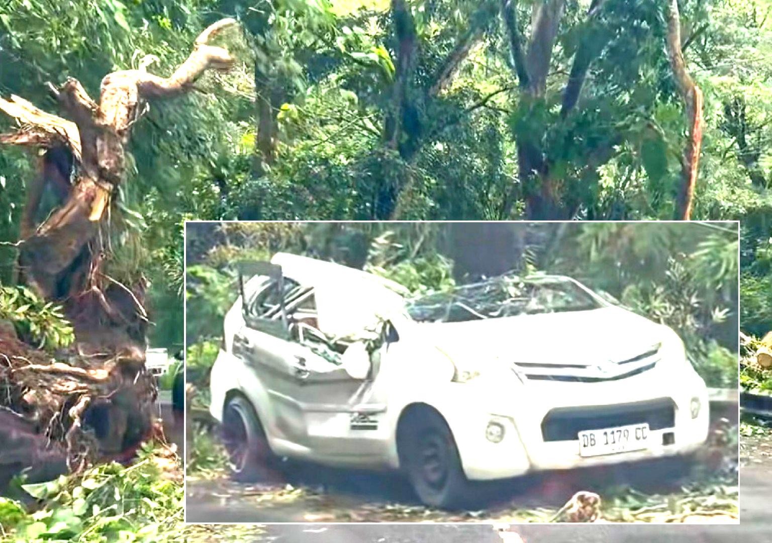 Pohon Tumbang di Jalan Manado-Tomohon: Lima Korban Luka, Pemkab Minahasa Terima Kritik Warga