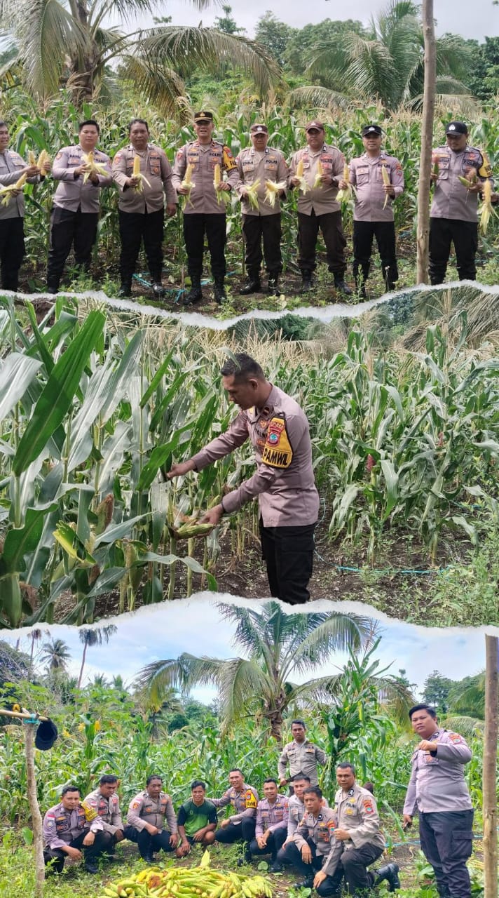 Foto : Personil Polsek Kabaruan sedang panen jagung di Desa Taduna yang juga merupakan Desa percontohan Ketahanan pangan.