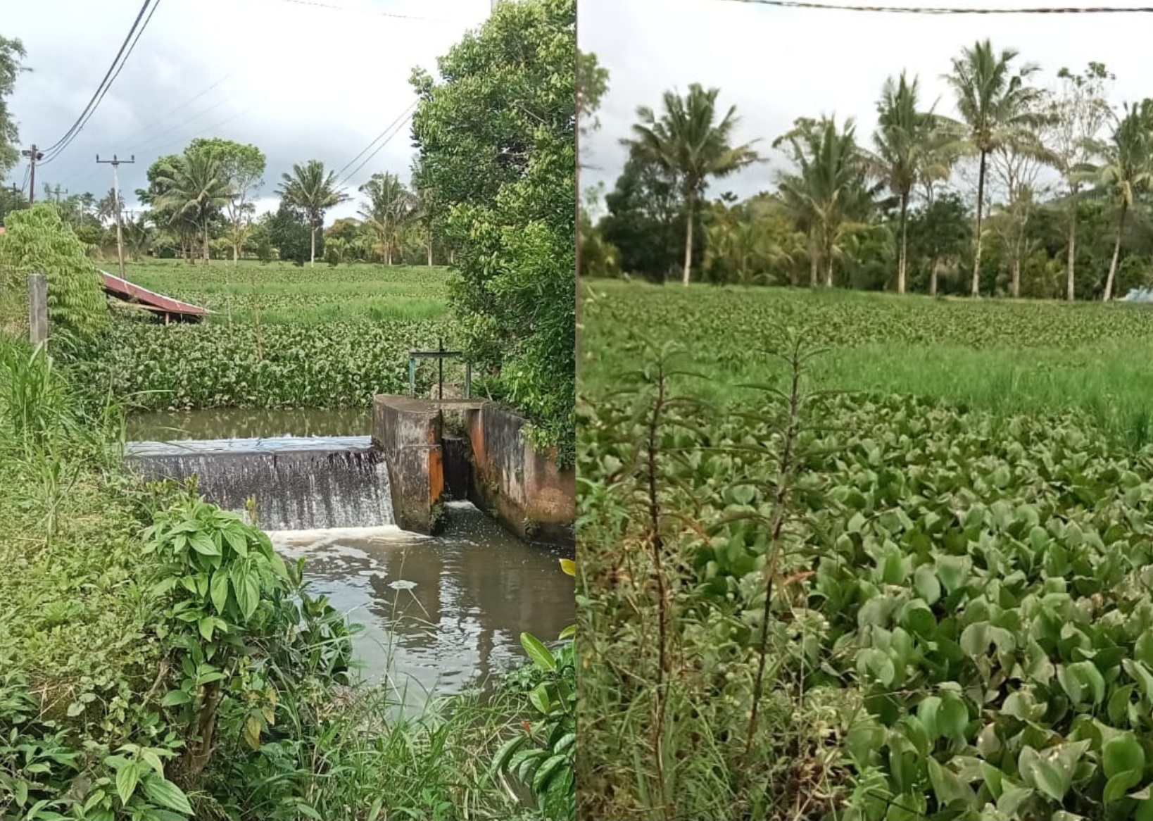 Embung Wasian Tertutup Eceng Gondok, Warga Minta Bantuan Presiden Prabowo
