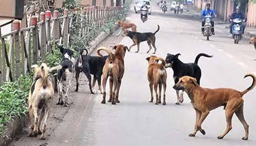 Pemkot Tomohon Tegaskan Hewan Peliharaan Berkeliaran Akan Diamankan