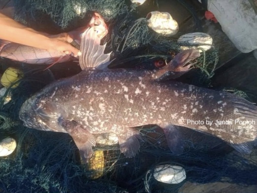 Ajaib! Coelacanth Purba Muncul di Perairan Sitaro, Nelayan Selamatkan “Fosil Hidup”