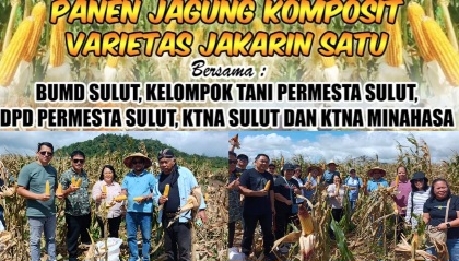 KTNA–Permesta–BUMD Tanam Jagung Manis, Panen Jagung Komposit di Remboken