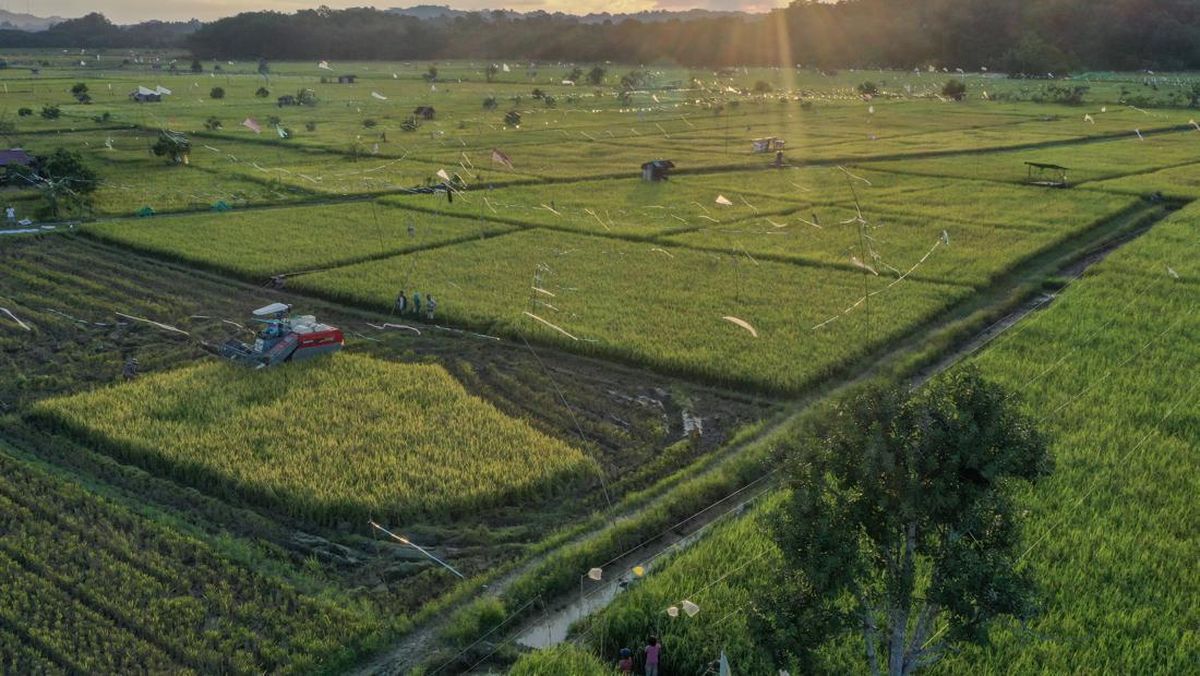 Swasembada Pangan Jadi Prioritas Nasional di Tengah Ancaman Global