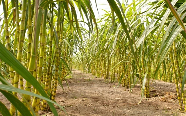 Hilirisasi Jadi Kunci Komoditas Perkebunan Naik Kelas